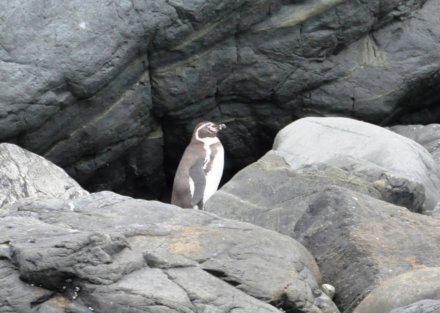 Humboldpinguin an Chiles Küste