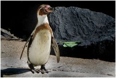 Humboldpinguin (Neuwieder Zoo)