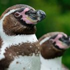 Humboldpinguine im Kölner Zoo_Bild 1