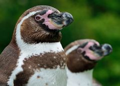 Humboldpinguine im Kölner Zoo_Bild 1