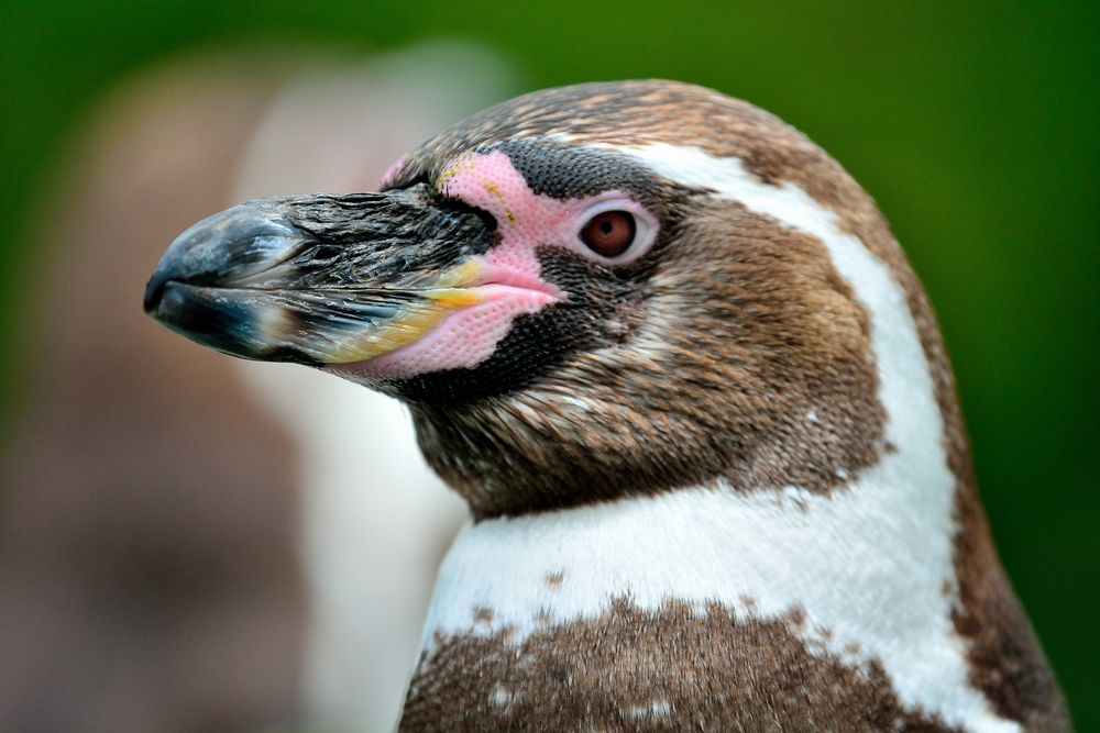 Humboldpinguine im Kölner Zoo_Bild 2