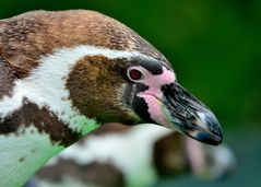 Humboldpinguine im Kölner Zoo_Bild 3