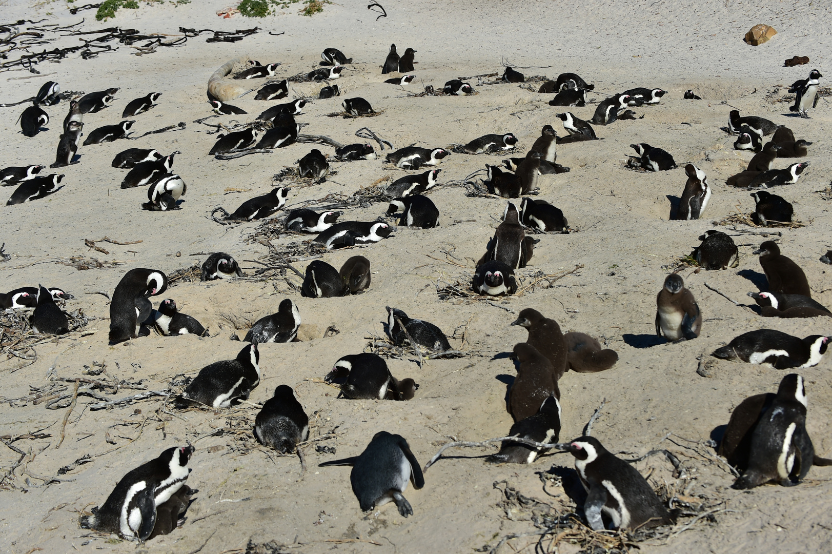 Humboldpinguine in Simons Town.        ..120_5440