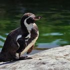 Humboldt-Pinguin