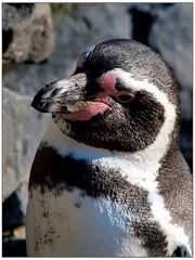 Humboldt-Pinguin -1-