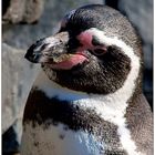 Humboldt-Pinguin -1-