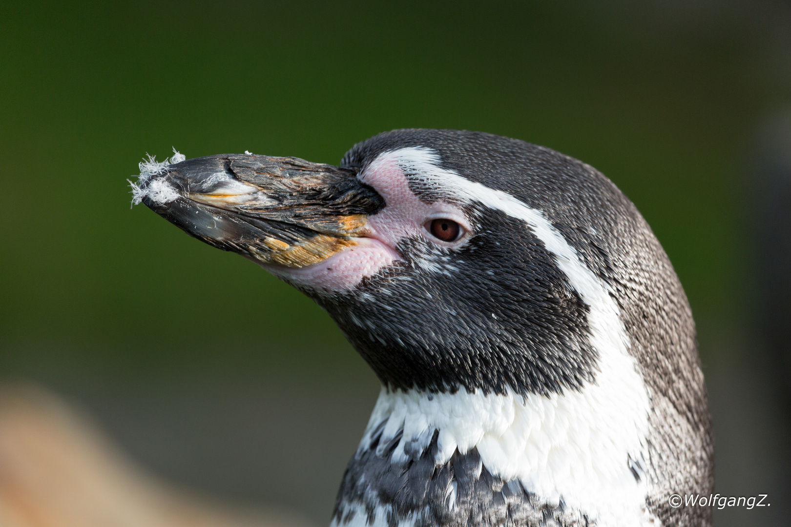 Humboldt-Pinguin