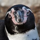 HUMBOLDT-PINGUIN (2)