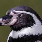 Humboldt-Pinguin