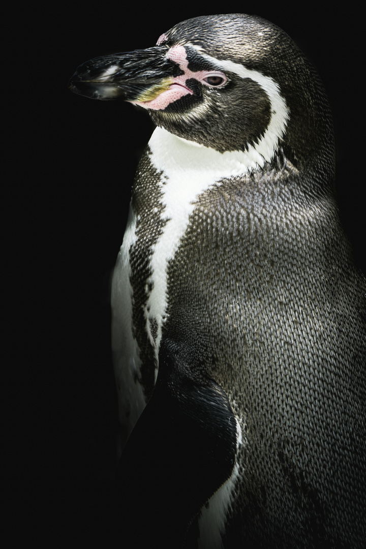 Humboldt-Pinguin 