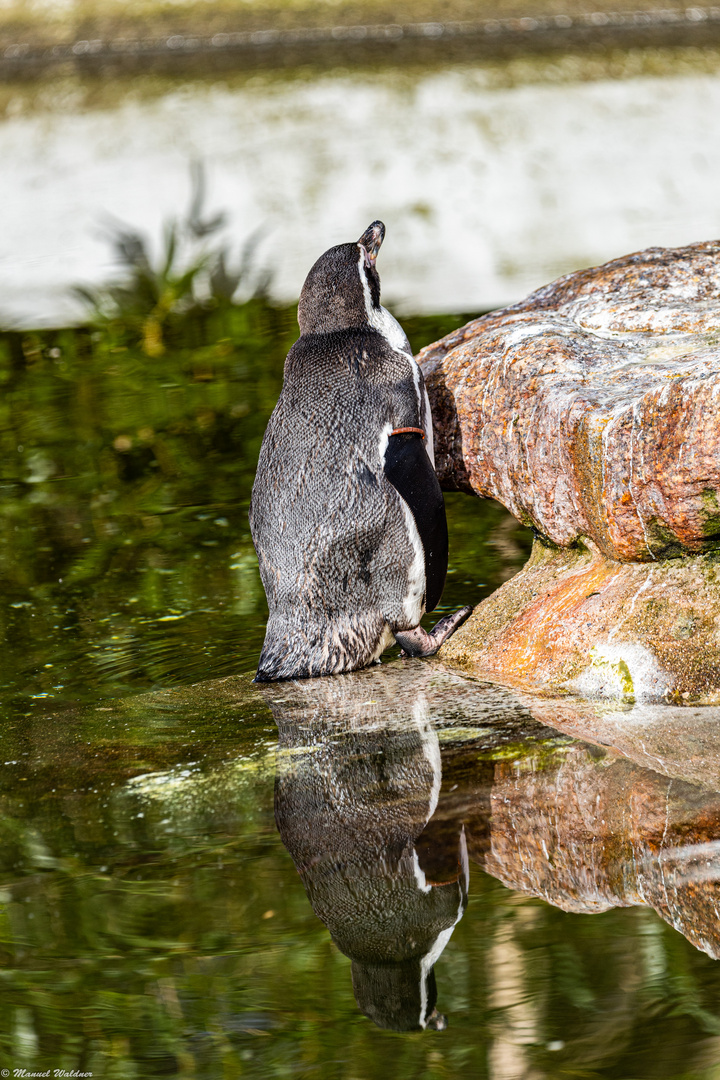 Humboldt Pinguin