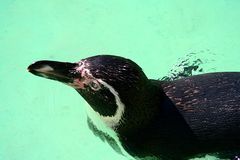 Humboldt Pinguin