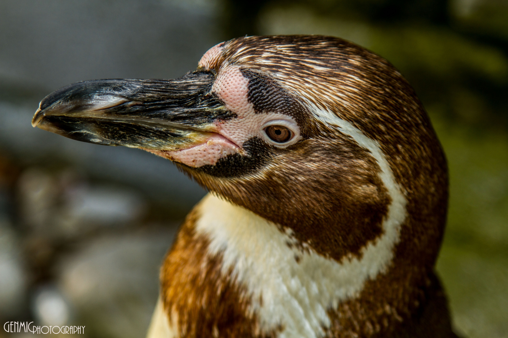 Humboldt Pinguin