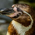 Humboldt Pinguin