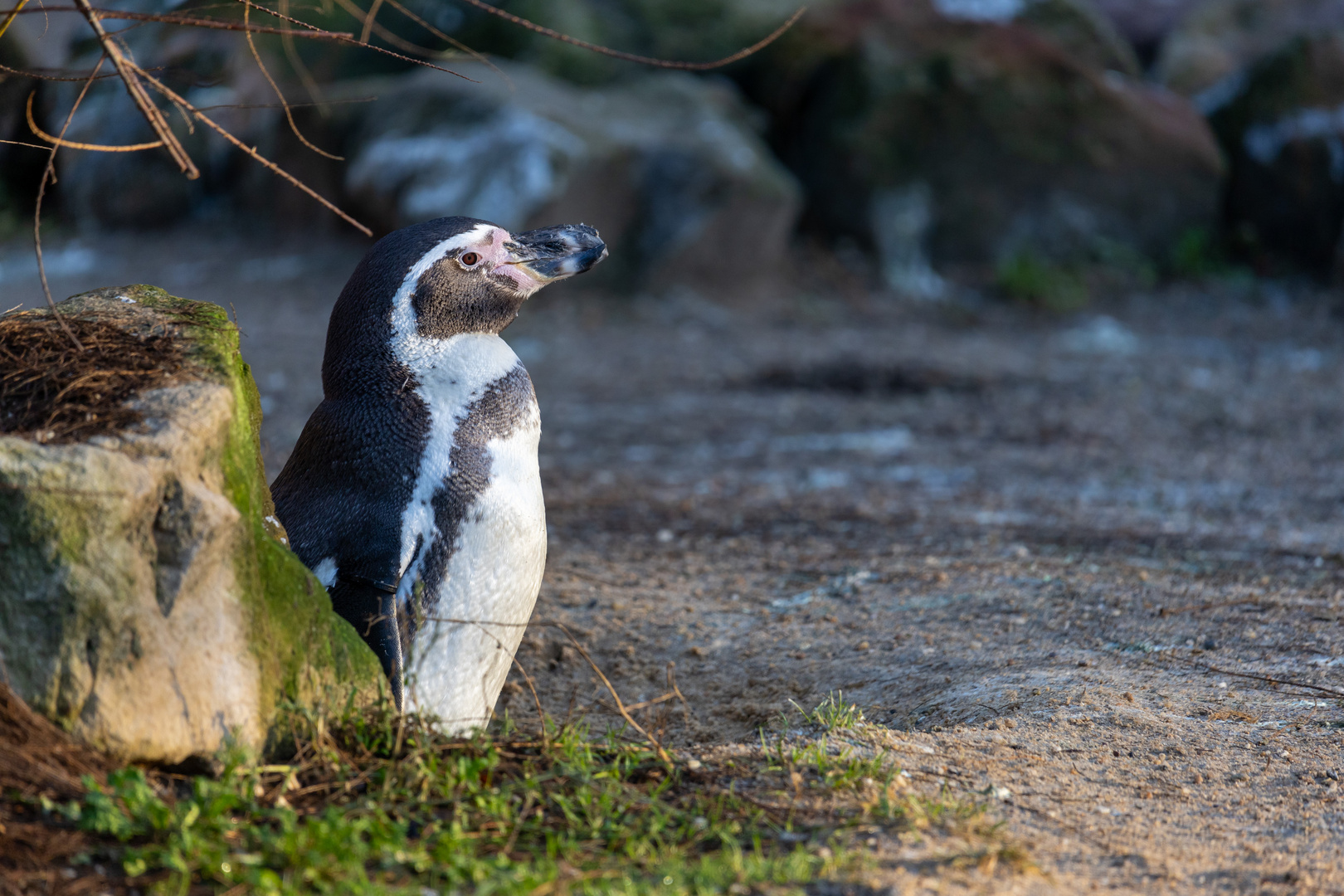 Humboldt-Pinguin