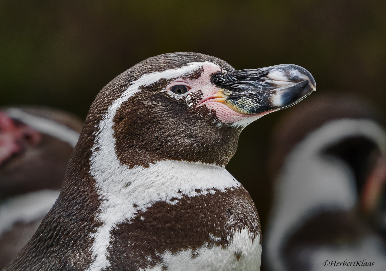 Humboldt - Pinguin 