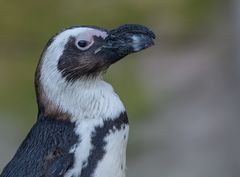 Humboldt Pinguin