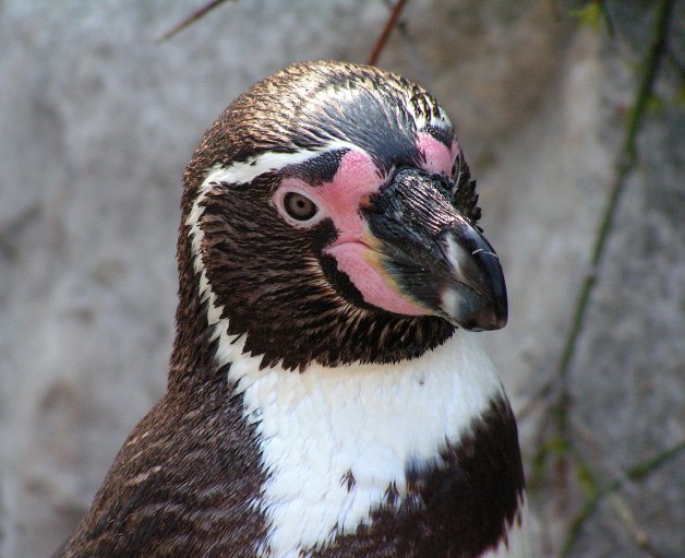 Humboldt pinguin