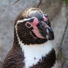 Humboldt pinguin