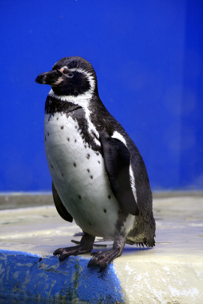 Humboldt Pinguin