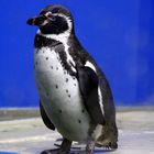 Humboldt Pinguin