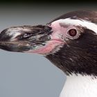 Humboldt Pinguin