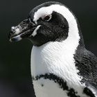 Humboldt-Pinguin