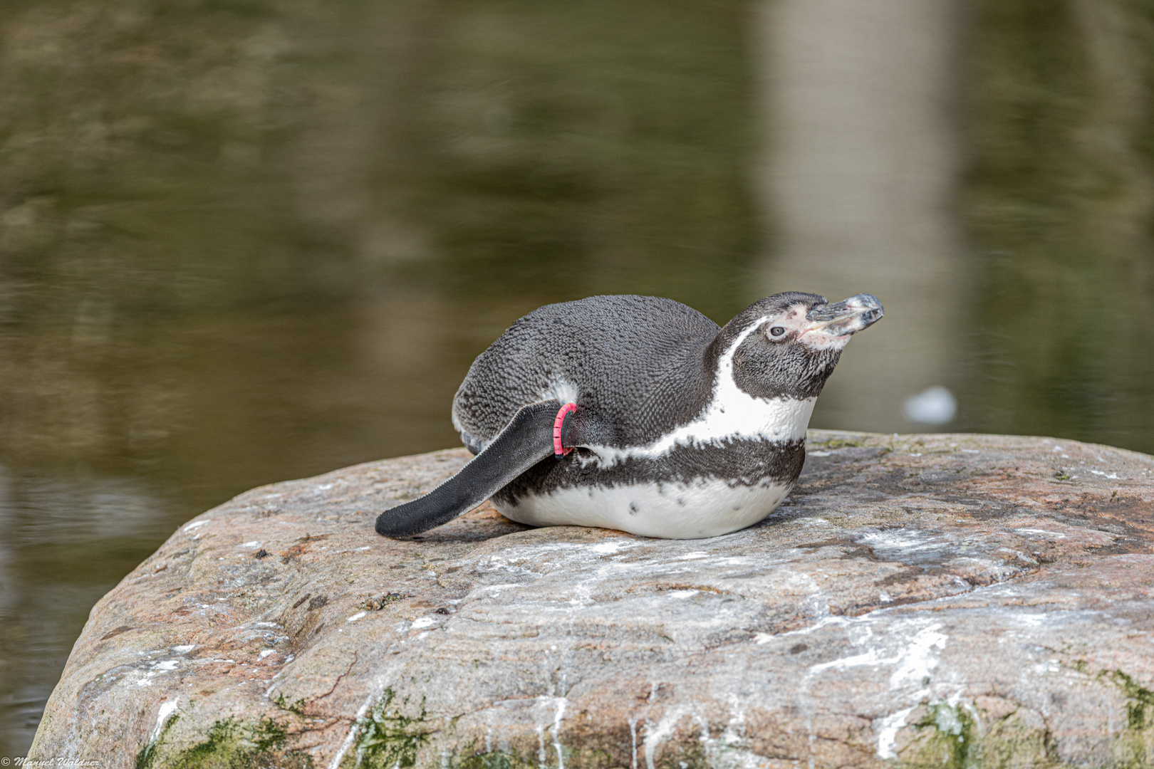 Humboldt Pinguin