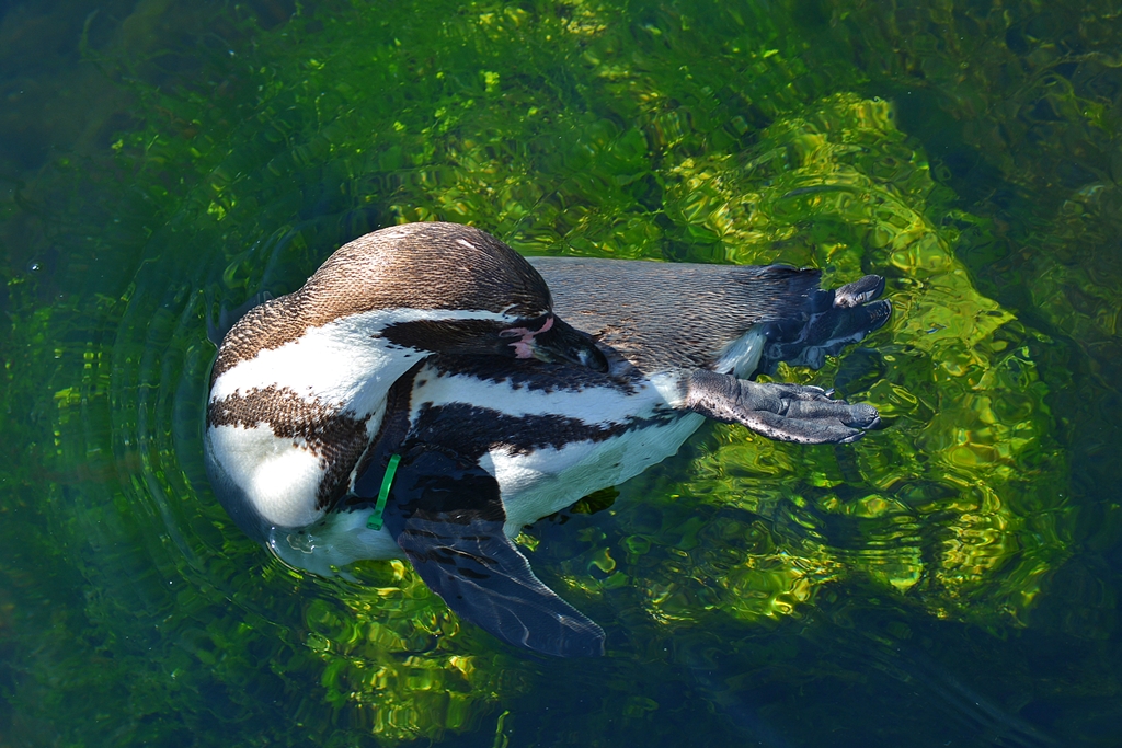 Humboldt-Pinguin