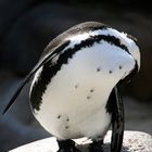 Humboldt-Pinguin