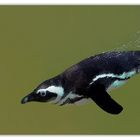 Humboldt-Pinguin