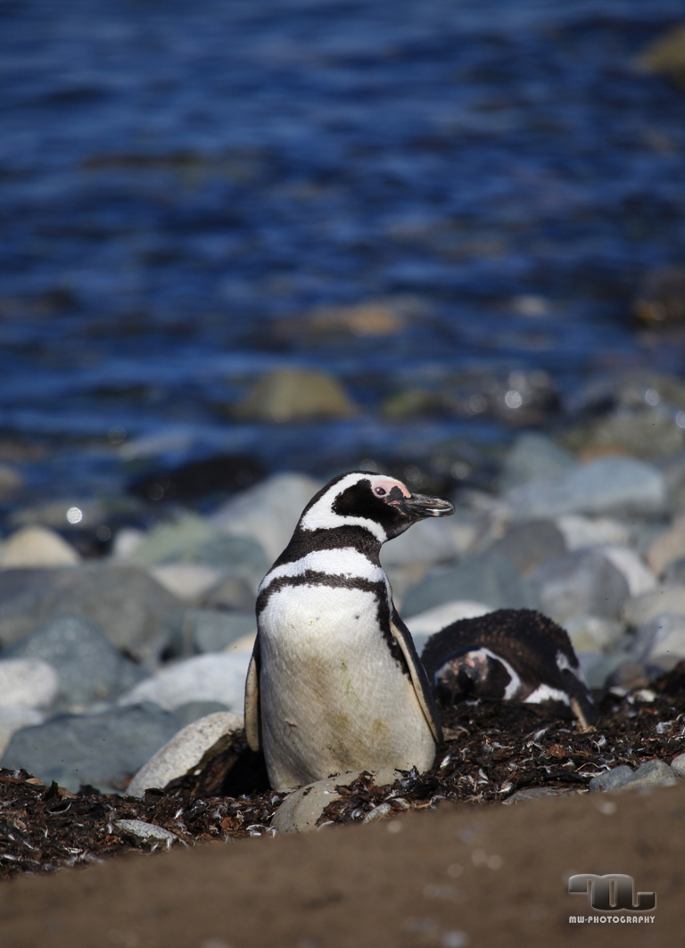 Humboldt Pinguin