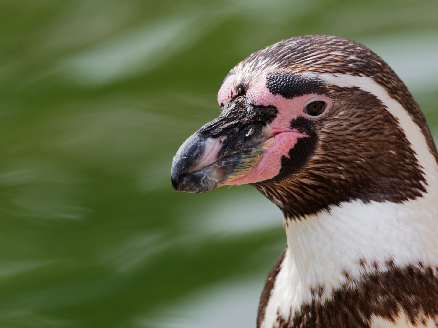 Humboldt Pinguin 