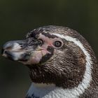 Humboldt-Pinguin