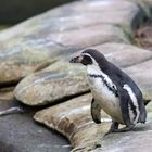 Humboldt-Pinguin