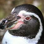 Humboldt Pinguin...