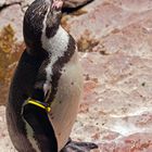 Humboldt Pinguin