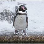 Humboldt Pinguin