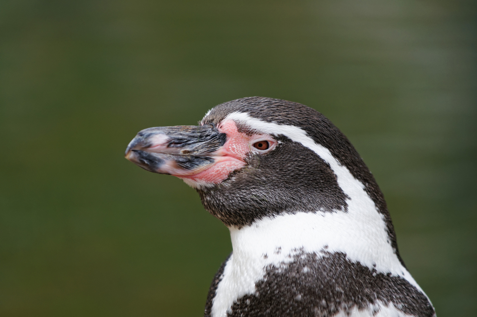 Humboldt-Pinguin