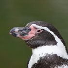 Humboldt-Pinguin