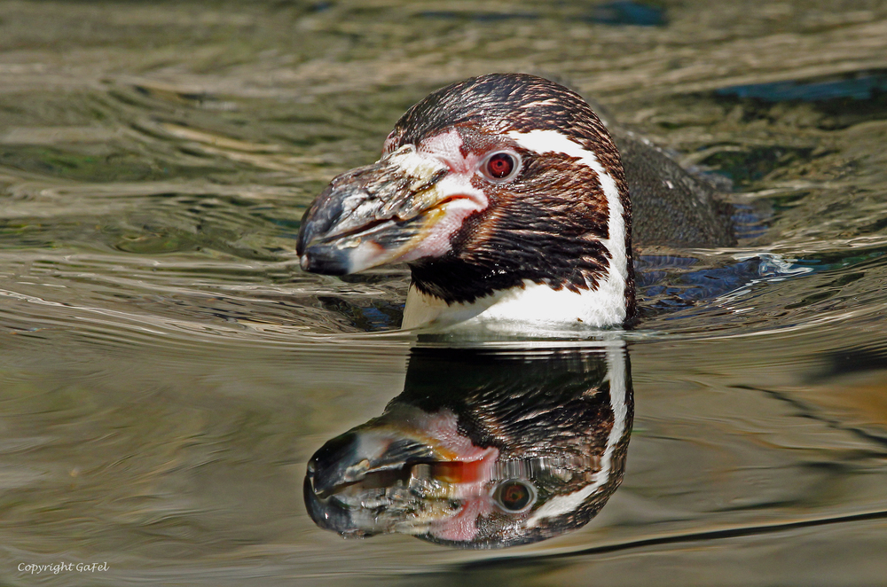 Humboldt Pinguin