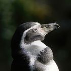 Humboldt-Pinguin