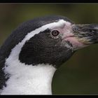 Humboldt-Pinguin