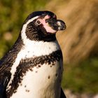 Humboldt-Pinguin I