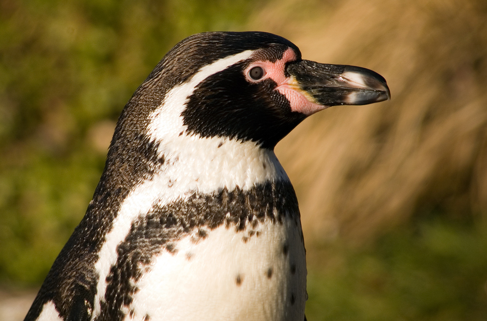 Humboldt-Pinguin II