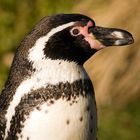 Humboldt-Pinguin II