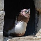 Humboldt-Pinguin im Tierpark Hellabrunn, München