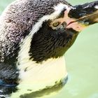 Humboldt Pinguin im Wasser