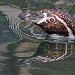 Humboldt Pinguin mit Spiegelbild