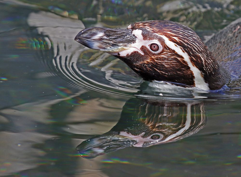 Humboldt Pinguin mit Spiegelbild